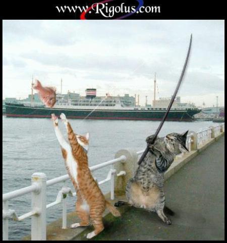 Pauvre poisson!!.............